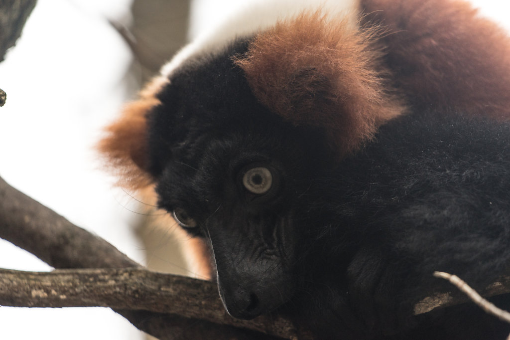 Lemur-Gesicht.jpg