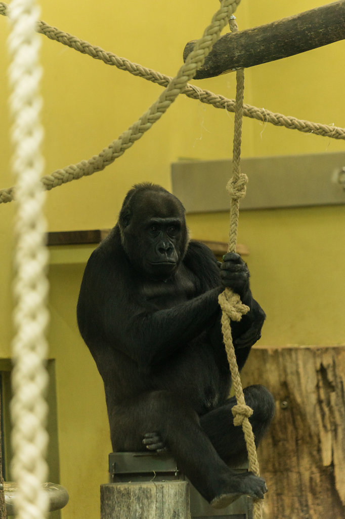 Gorilla-Seil.jpg